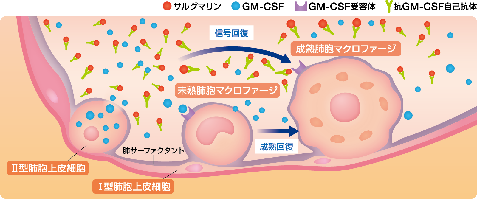 サルグマリンの肺胞内でのはたらきを表す図